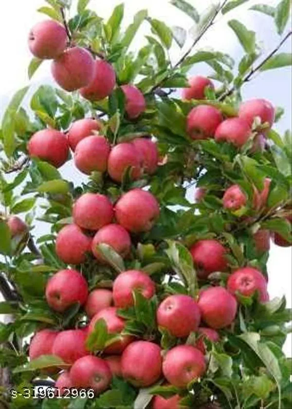 Hybrid_Apple_Fruit_Plant
