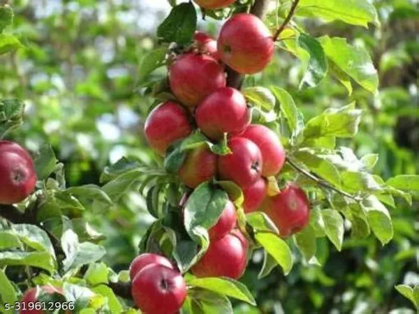 Hybrid_Apple_Fruit_Plant