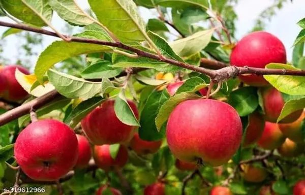 Hybrid_Apple_Fruit_Plant