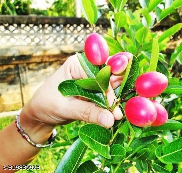Kormucha_Jam_Cherry_Bakery_Cherry_Plant_1_Healthy_Live_Plant