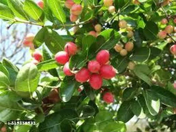 Kormucha_Jam_Cherry_Bakery_Cherry_Plant_1_Healthy_Live_Plant