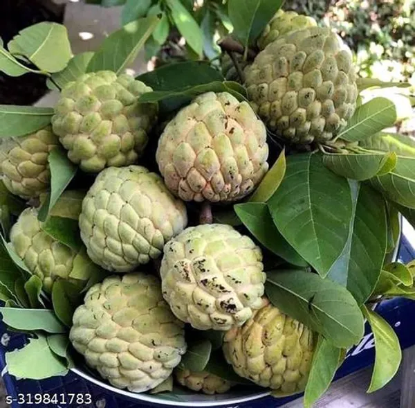 Custard_Apple_Plant_Fruit_Fruit_Trees