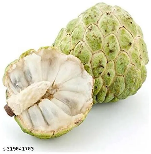 Custard_Apple_Plant_Fruit_Fruit_Trees