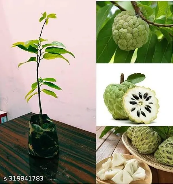 Custard_Apple_Plant_Fruit_Fruit_Trees
