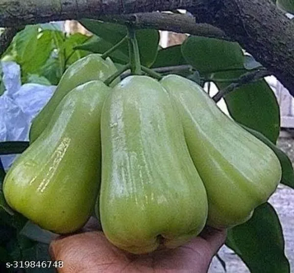 Green_Thai_Java_Apple_Jamrul_Fruit_Plant