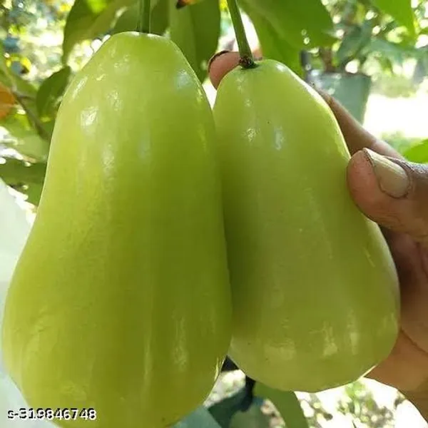 Green_Thai_Java_Apple_Jamrul_Fruit_Plant