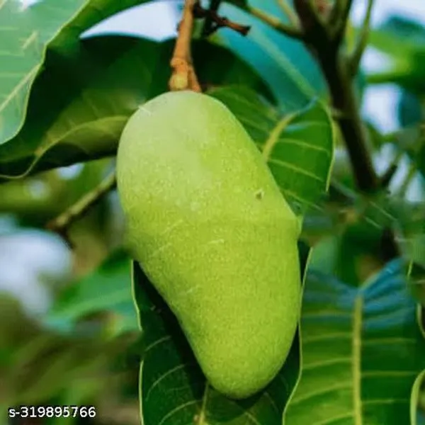 Kilichunda_Mango_Grafted_Hybrid_Fruit_Plant_Pack_Of_Of_1