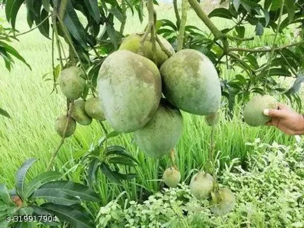 Sweet_Healthy_Grafted_Mango_Plant