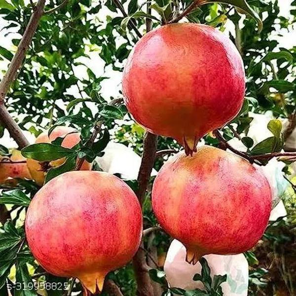 Pomegranate_Dalim_Annar_Fruit_Plant