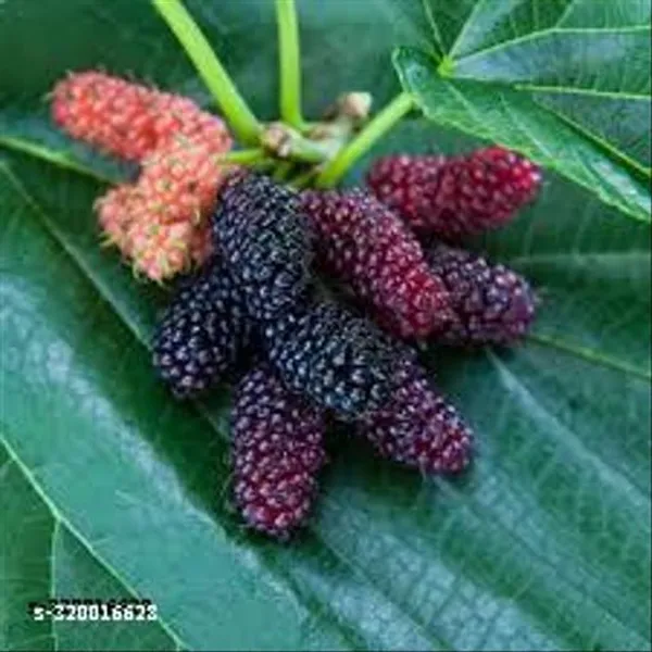 Sweet_Mullberry_All_Time_Fruit_Plant