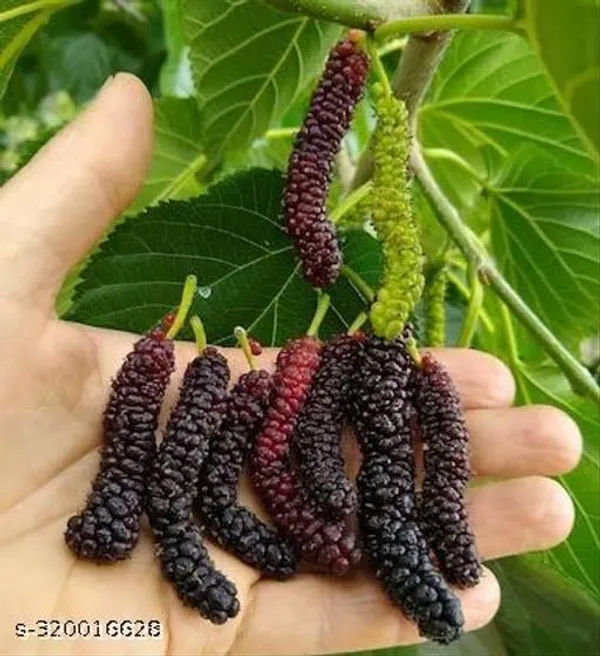 Sweet_Mullberry_All_Time_Fruit_Plant