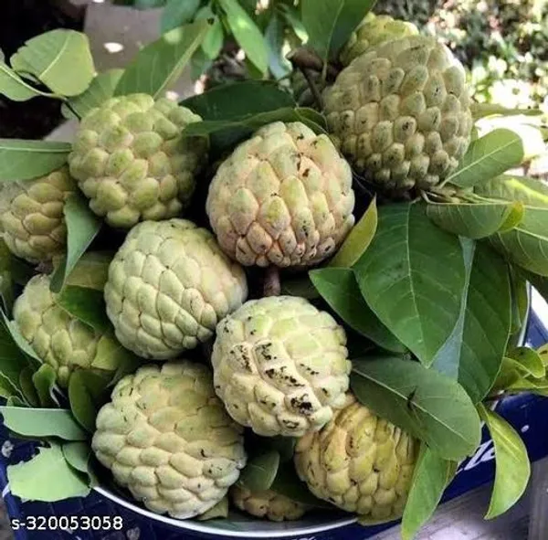 Ata_Plant_Castard_Apple_Hybrid
