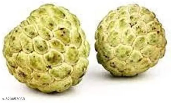 Ata_Plant_Castard_Apple_Hybrid