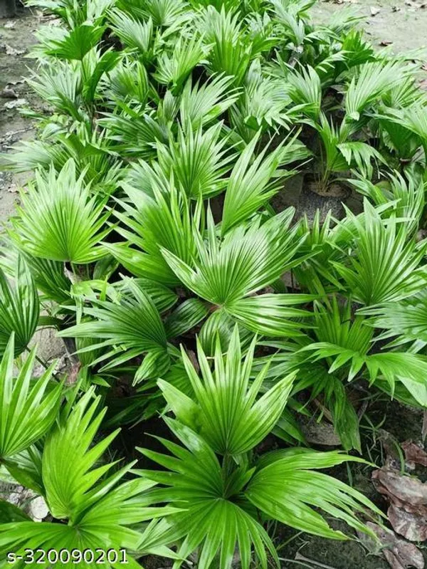Trendy_China_Palm_Ornamental_Shade_Trees