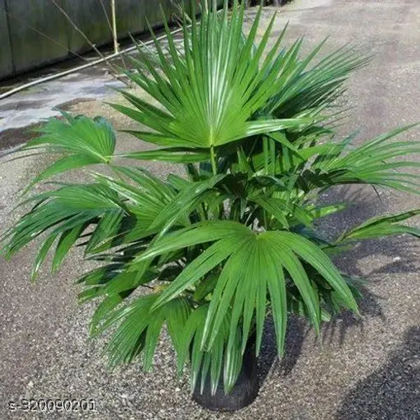 Trendy_China_Palm_Ornamental_Shade_Trees