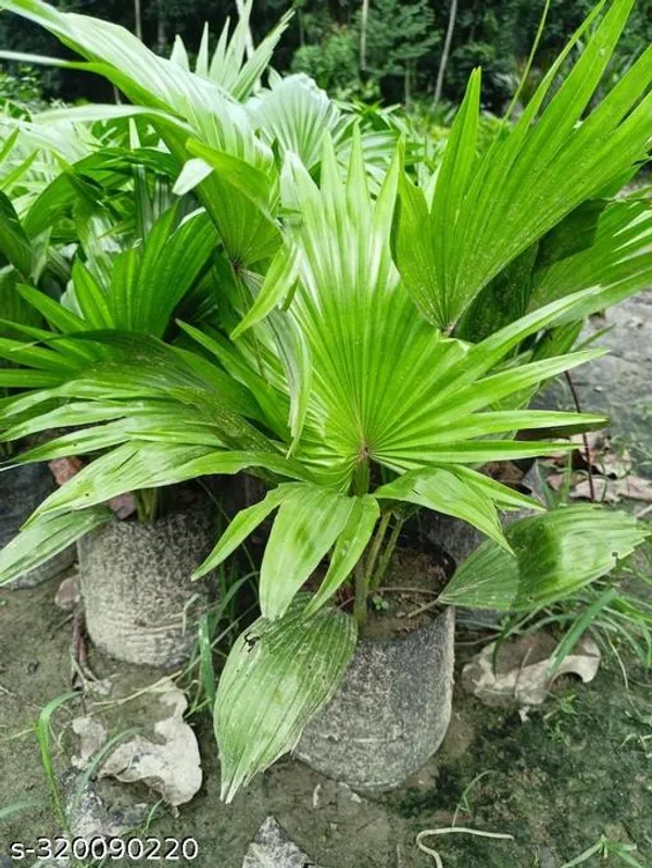 China_Palm_Plant