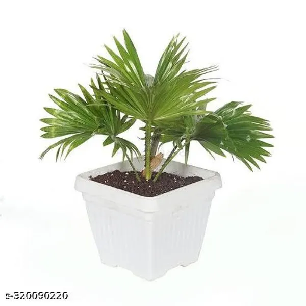 China_Palm_Plant
