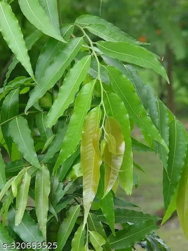 Green_Ashoka_Debdaru_Tree_Plant