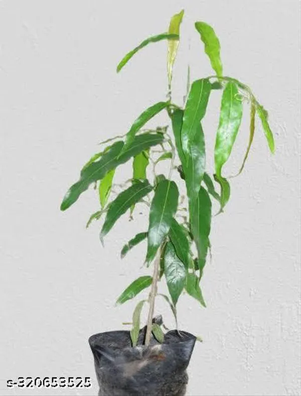 Green_Ashoka_Debdaru_Tree_Plant