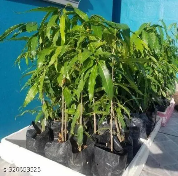 Green_Ashoka_Debdaru_Tree_Plant