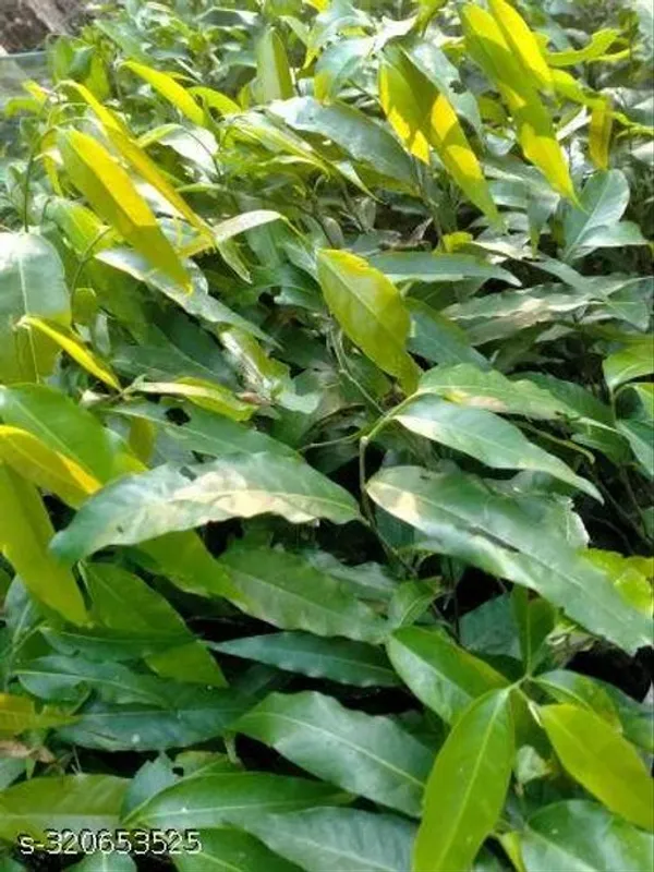Green_Ashoka_Debdaru_Tree_Plant