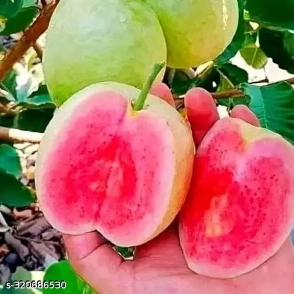 Traders_Rare_Taiwan_Pink_Amrud_Plant_Fruit_Tree_Guava_Rare_Apple_Guava_Pink_Flesh_Shape_1_Berry_Outdoor_Garden_Plant