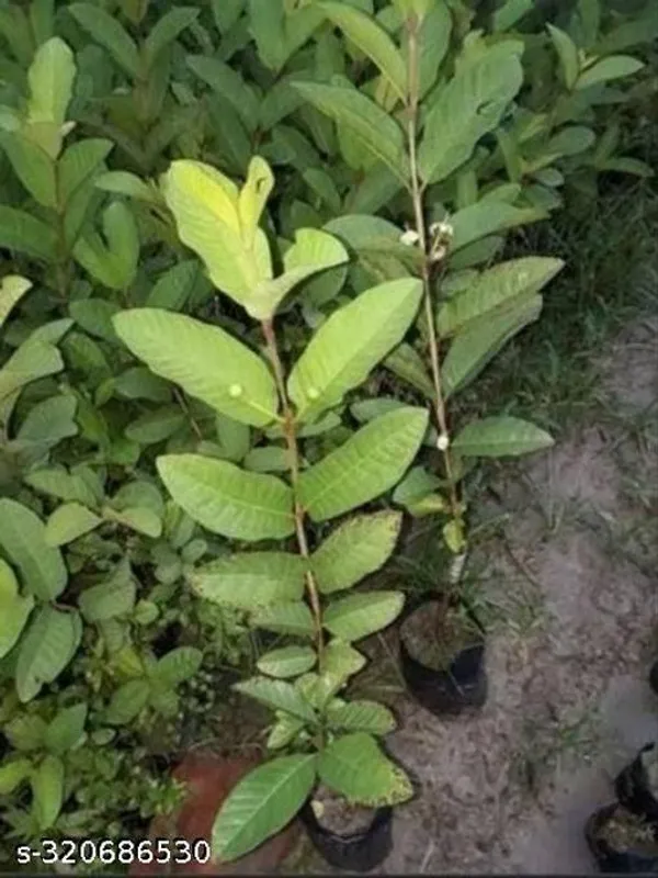 Traders_Rare_Taiwan_Pink_Amrud_Plant_Fruit_Tree_Guava_Rare_Apple_Guava_Pink_Flesh_Shape_1_Berry_Outdoor_Garden_Plant