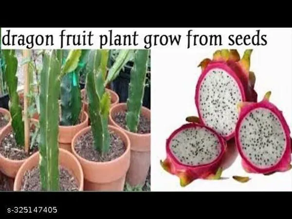 Dragon_Fruit_Plant_Grow_From_Seeds_Combo_Pack_Of_3