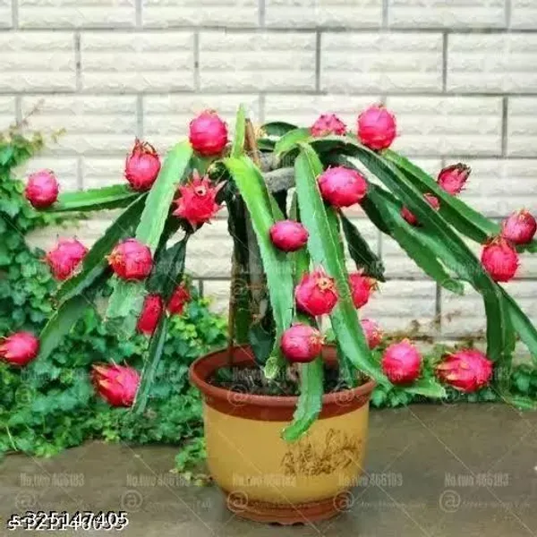 Dragon_Fruit_Plant_Grow_From_Seeds_Combo_Pack_Of_3