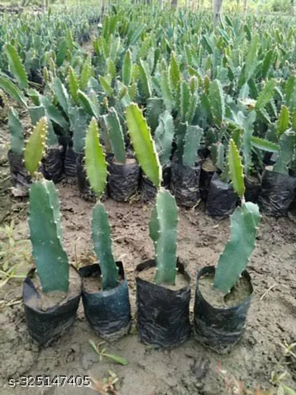 Dragon_Fruit_Plant_Grow_From_Seeds_Combo_Pack_Of_3