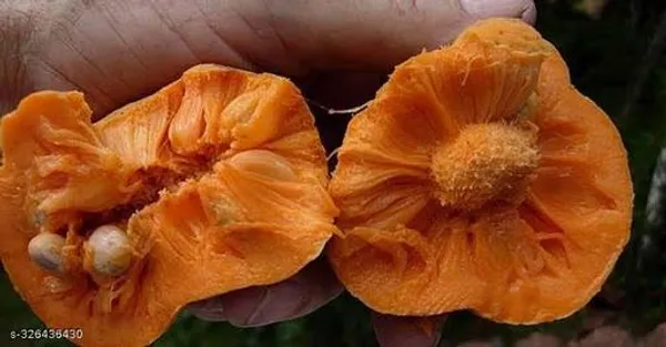 Monkey_Jack_Dabal_Deyoa_Fruit_Plant