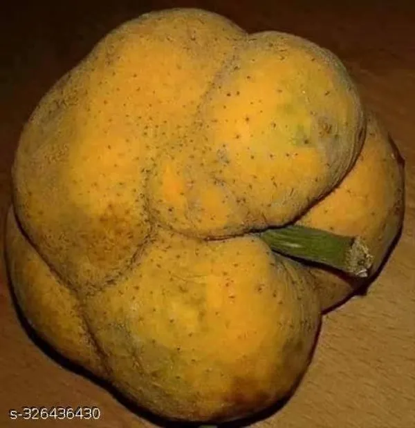 Monkey_Jack_Dabal_Deyoa_Fruit_Plant