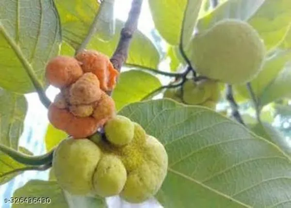 Monkey_Jack_Dabal_Deyoa_Fruit_Plant