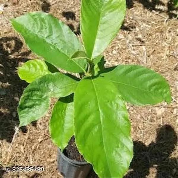 Monkey_Jack_Dabal_Deyoa_Fruit_Plant