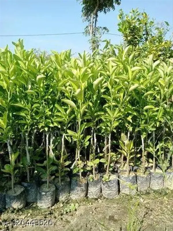 Nagpuri_All_Time_Hybrid_Sweet_Orange_Santra_Grafted_Fruit_Plant_Tree