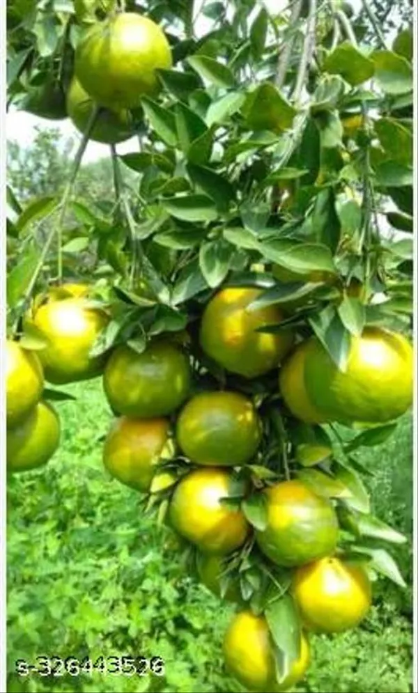 Nagpuri_All_Time_Hybrid_Sweet_Orange_Santra_Grafted_Fruit_Plant_Tree
