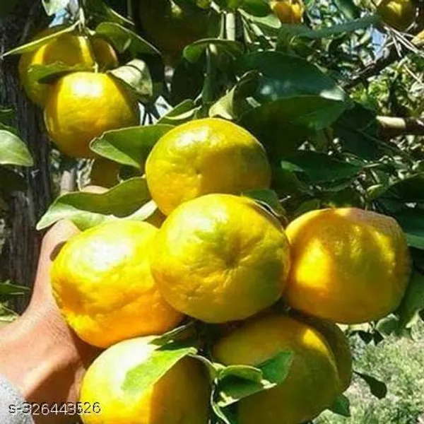 Nagpuri_All_Time_Hybrid_Sweet_Orange_Santra_Grafted_Fruit_Plant_Tree