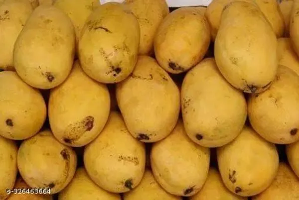 Sweet_Chaunsa_Variety_Grafted_Mango_Fruit_Plant