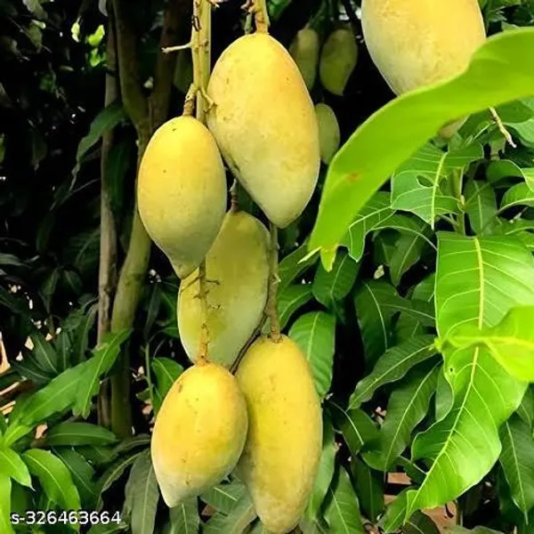 Sweet_Chaunsa_Variety_Grafted_Mango_Fruit_Plant