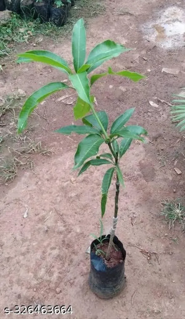 Sweet_Chaunsa_Variety_Grafted_Mango_Fruit_Plant