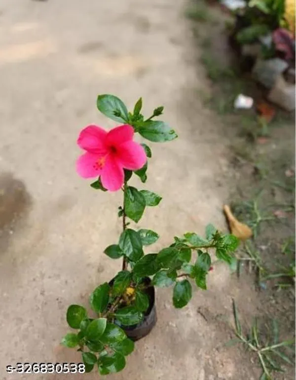 Pink_Hibiscus_Plant_Shoeblackplant