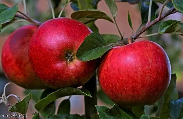 Apple_Plant_Hybrid_Plant