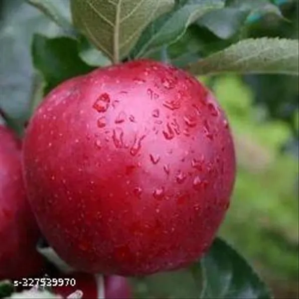 Apple_Plant_Hybrid_Plant