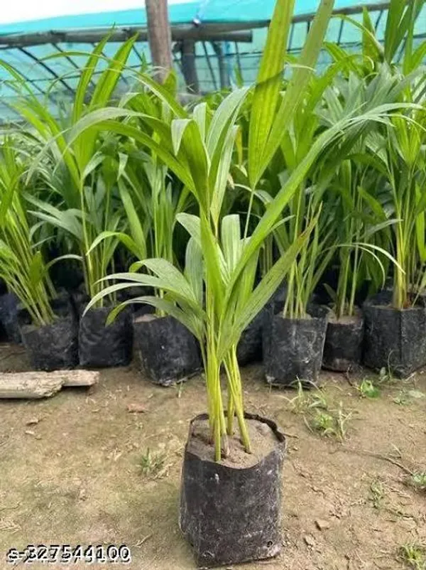 Areca_Palm_Plant_Erica_Palm_Tree_Ereca_Arica_Palm_Sapling