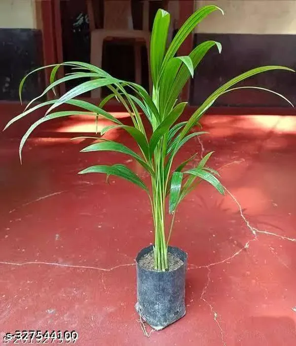 Areca_Palm_Plant_Erica_Palm_Tree_Ereca_Arica_Palm_Sapling