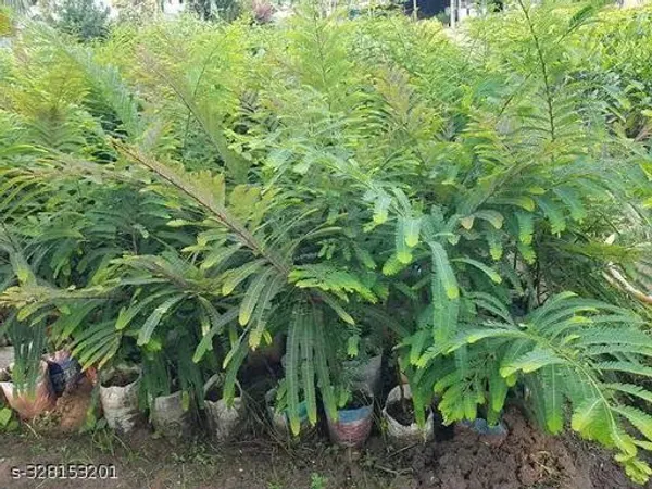 Red_Amla_Amlaki_Fruit_Plant