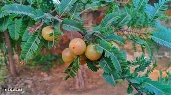 Red_Amla_Amlaki_Fruit_Plant