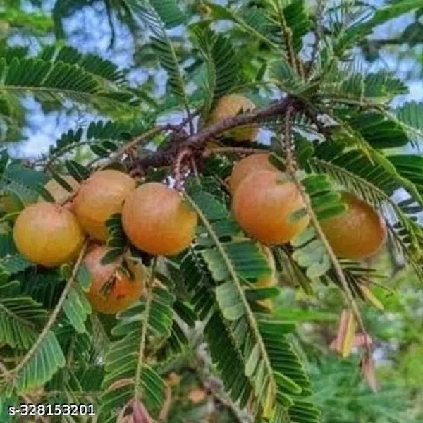 Red_Amla_Amlaki_Fruit_Plant