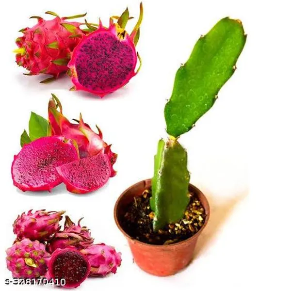 Combo_Pack_Of_3_Dragon_Fruit_Plant