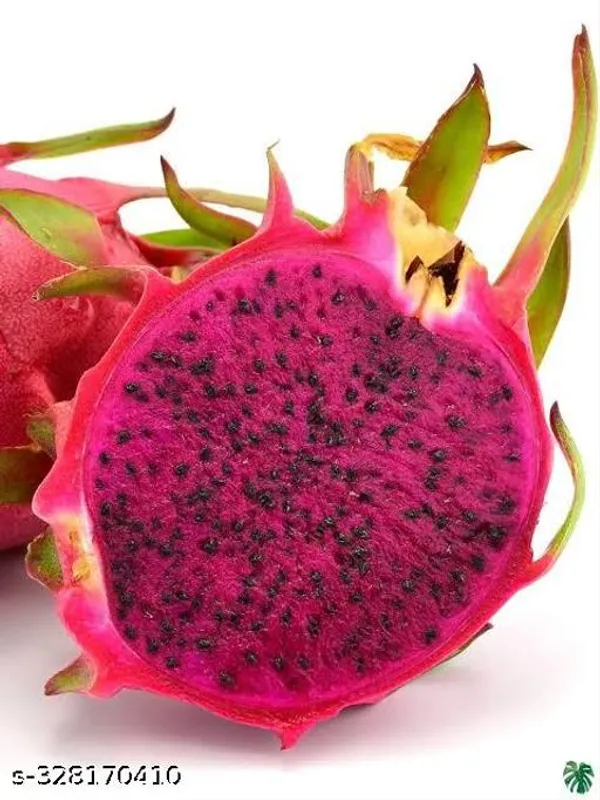 Combo_Pack_Of_3_Dragon_Fruit_Plant